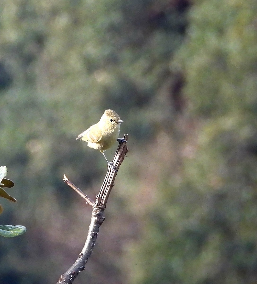 Yellow-browed Tit - ML585311701