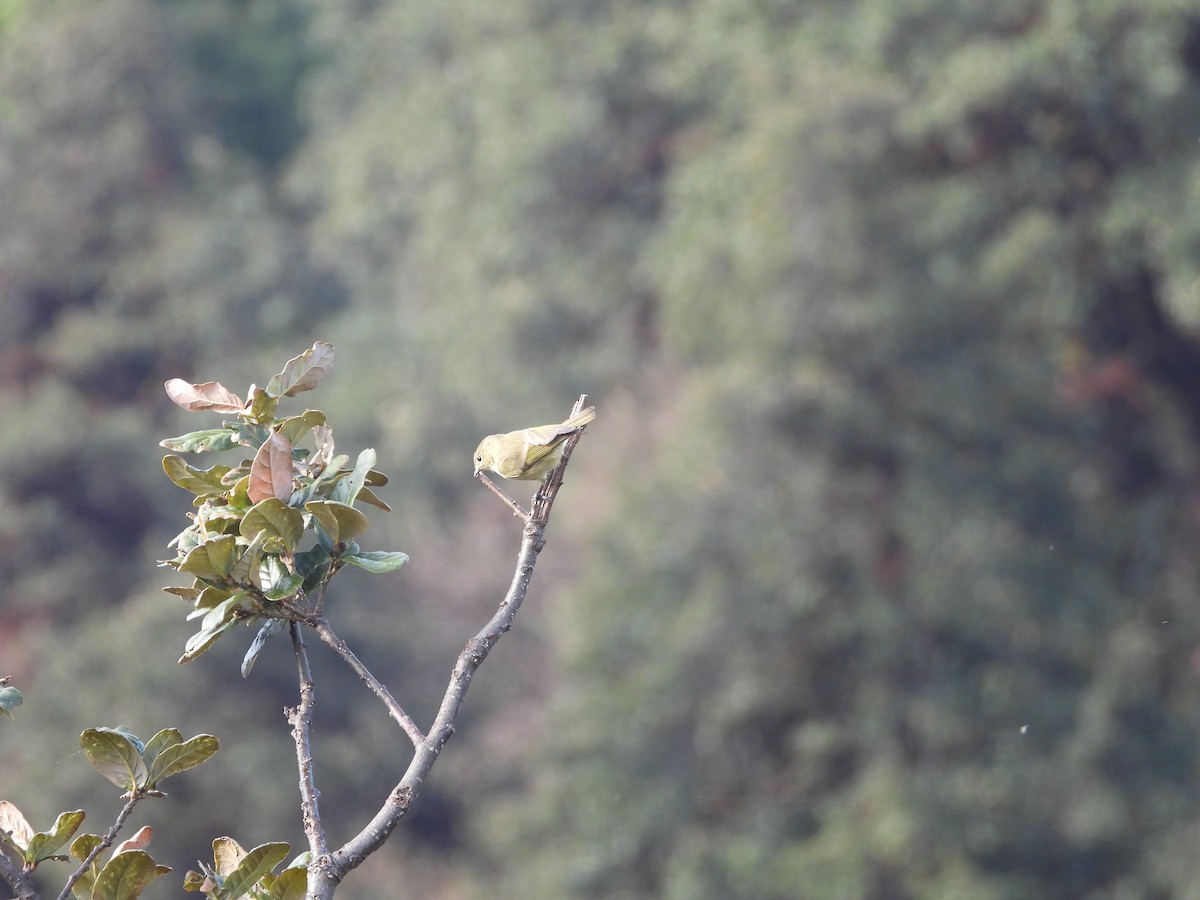 Yellow-browed Tit - ML585311711