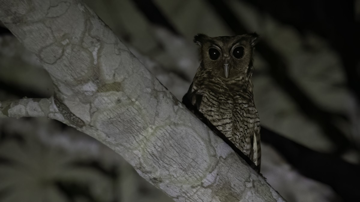 Fraser's Eagle-Owl (Western) - Markus Craig