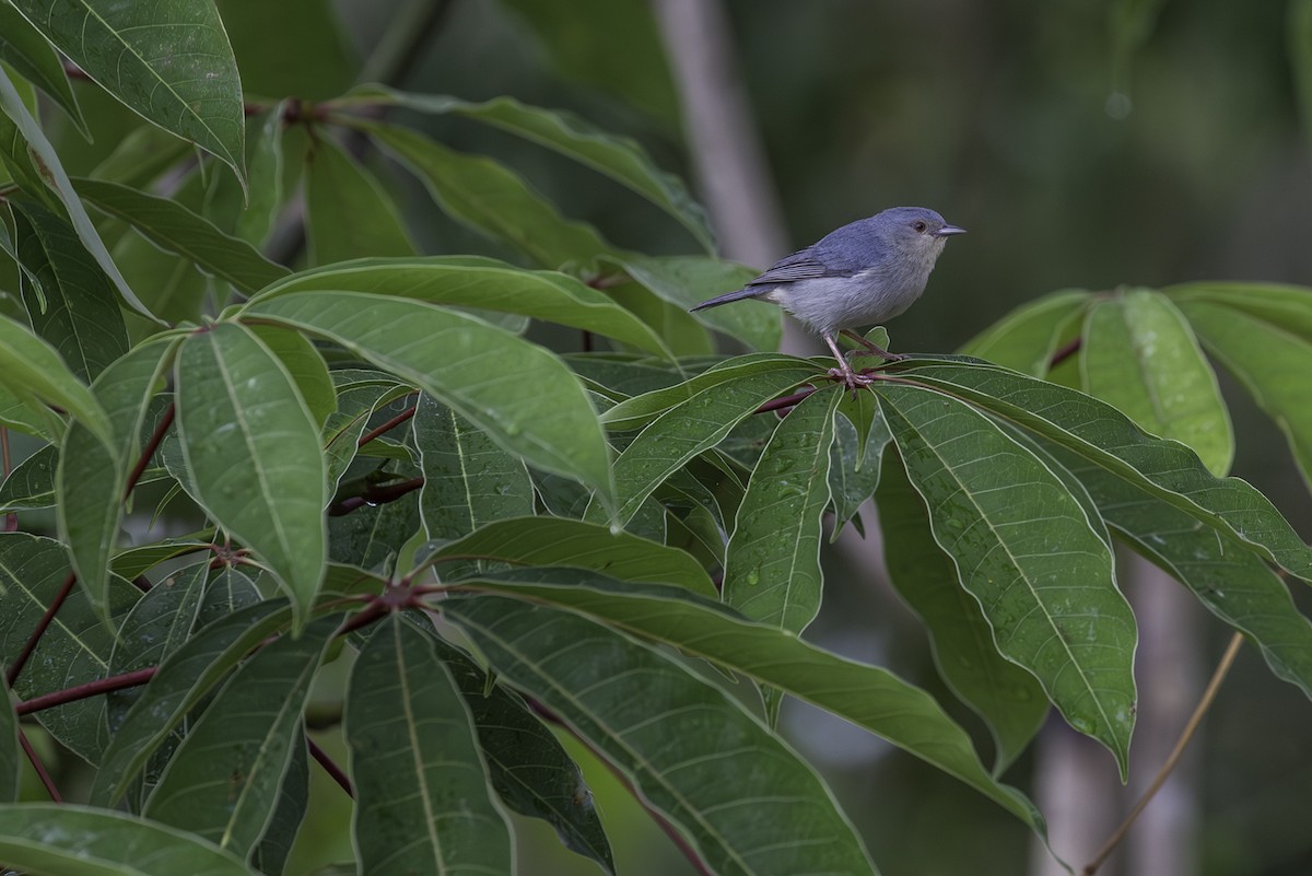 Pearly-breasted Conebill - ML585314671