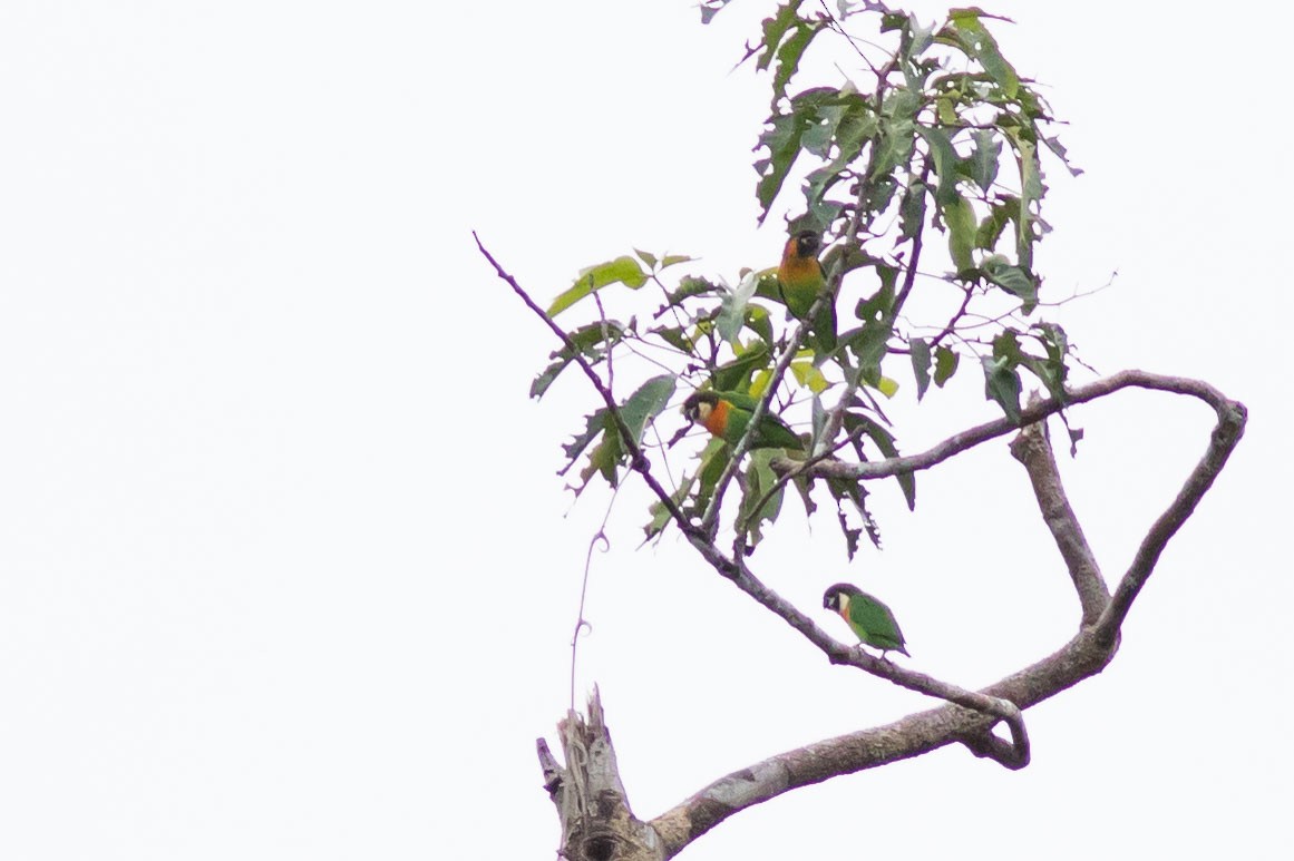 Dusky-cheeked Fig-Parrot - Doug Gochfeld