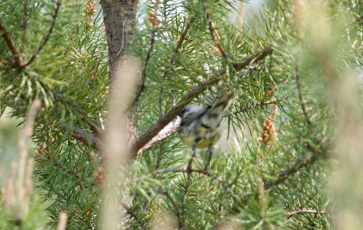 Michiganwaldsänger - ML585315481