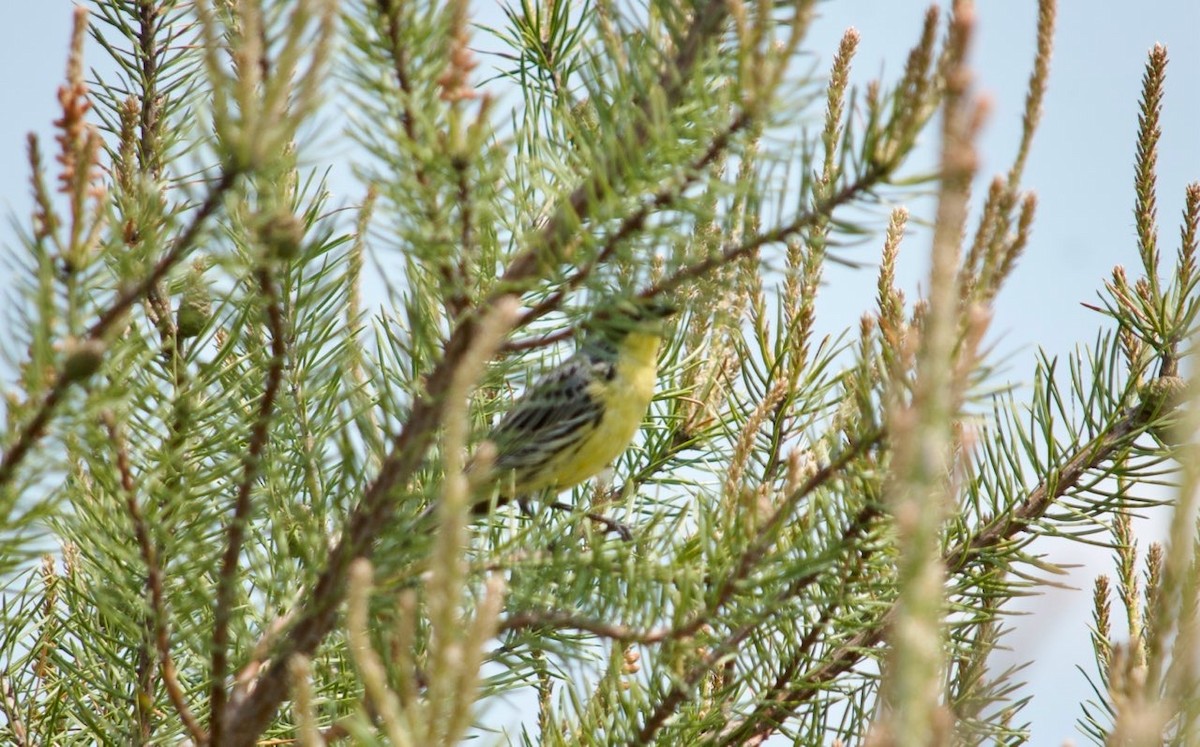 Michiganwaldsänger - ML585315491