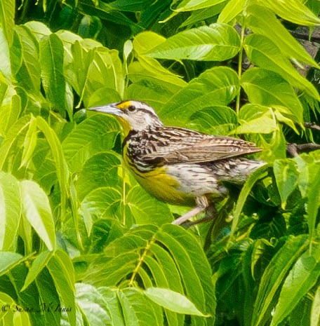 Eastern Meadowlark - Susan Mac