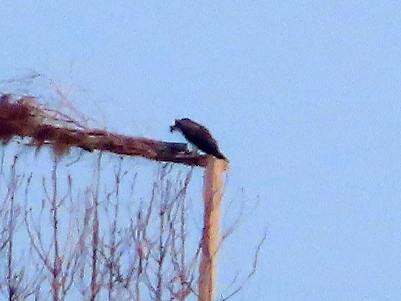 Osprey - Karen Lebing