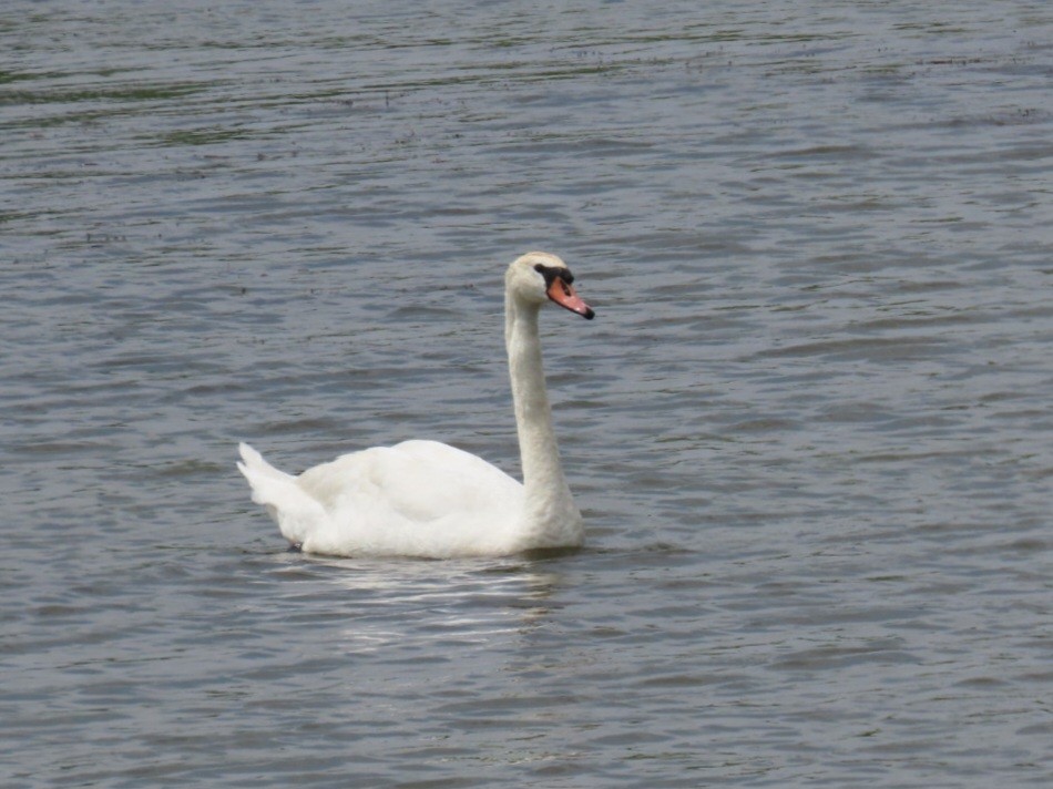 Cygne tuberculé - ML585316631