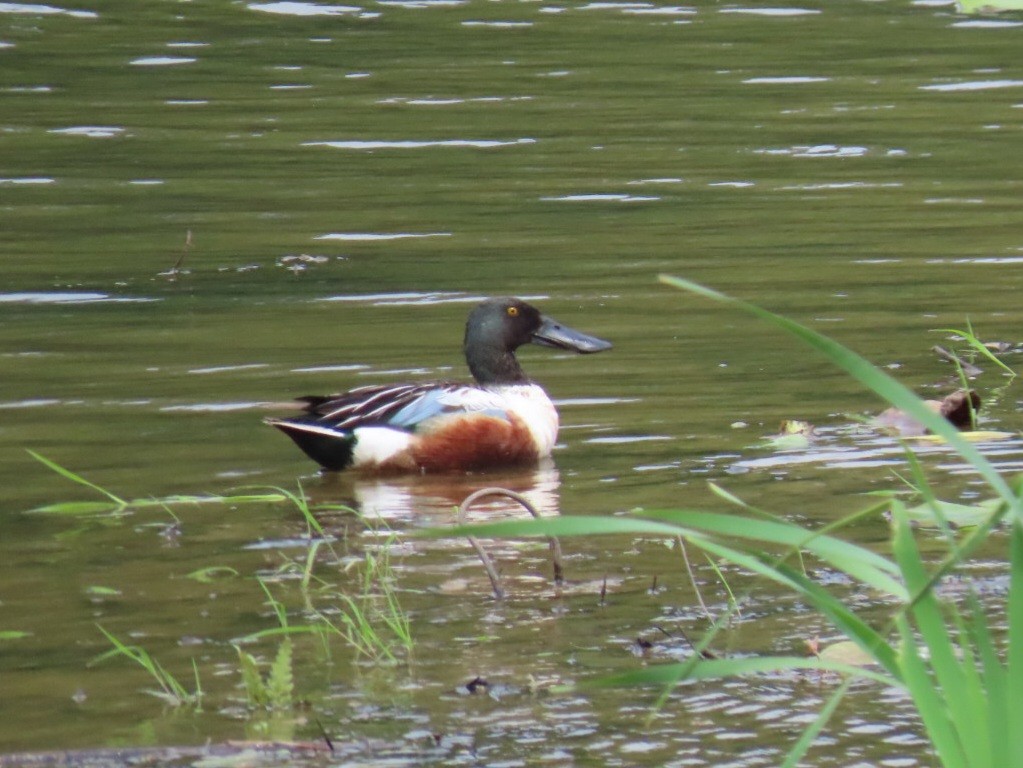 Northern Shoveler - ML585316661