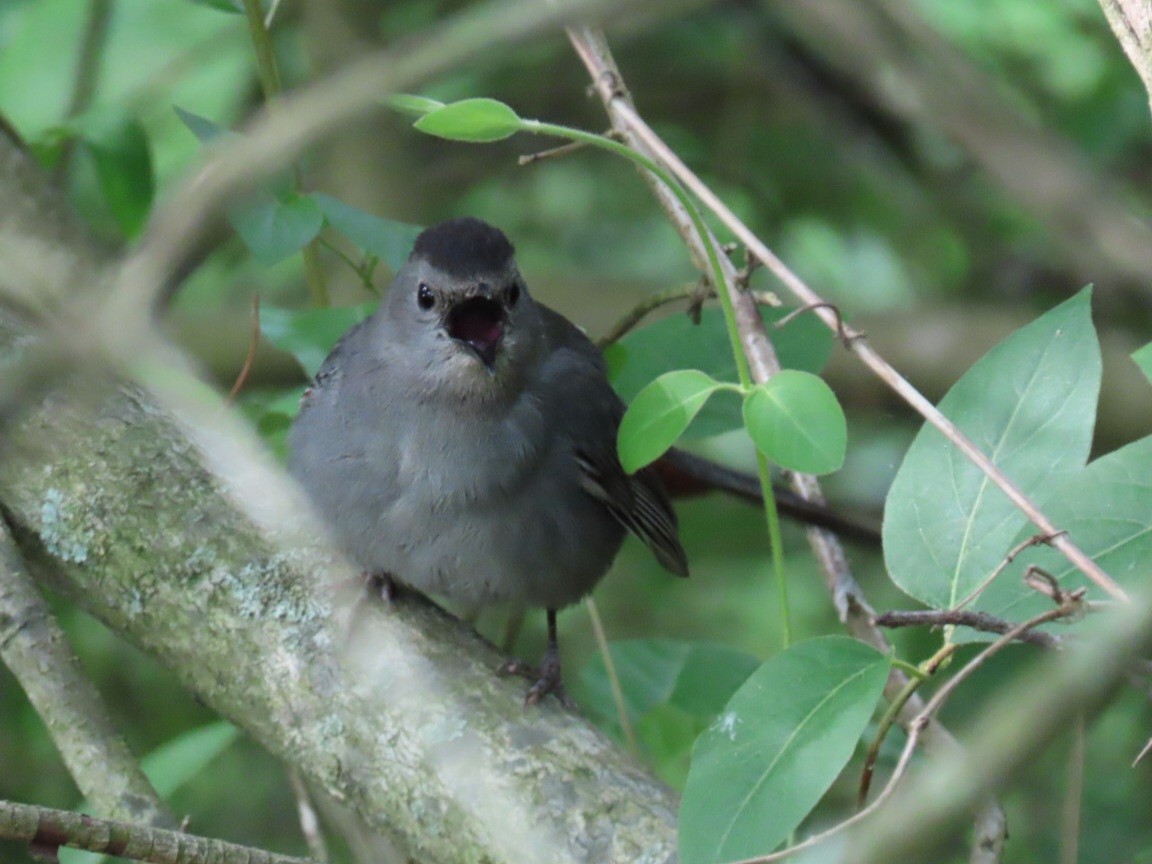 Gray Catbird - W Wonderley