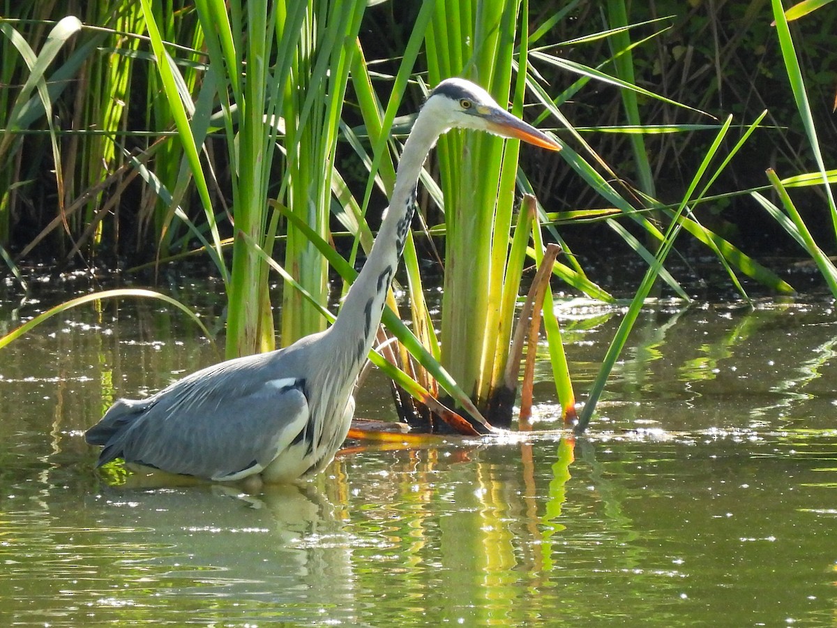 Gray Heron - José Ramón Martínez