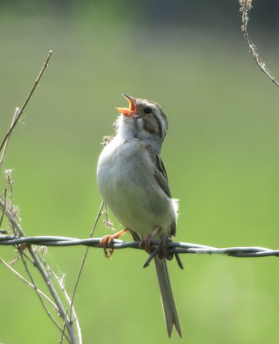 Clay-colored Sparrow - ML585317711