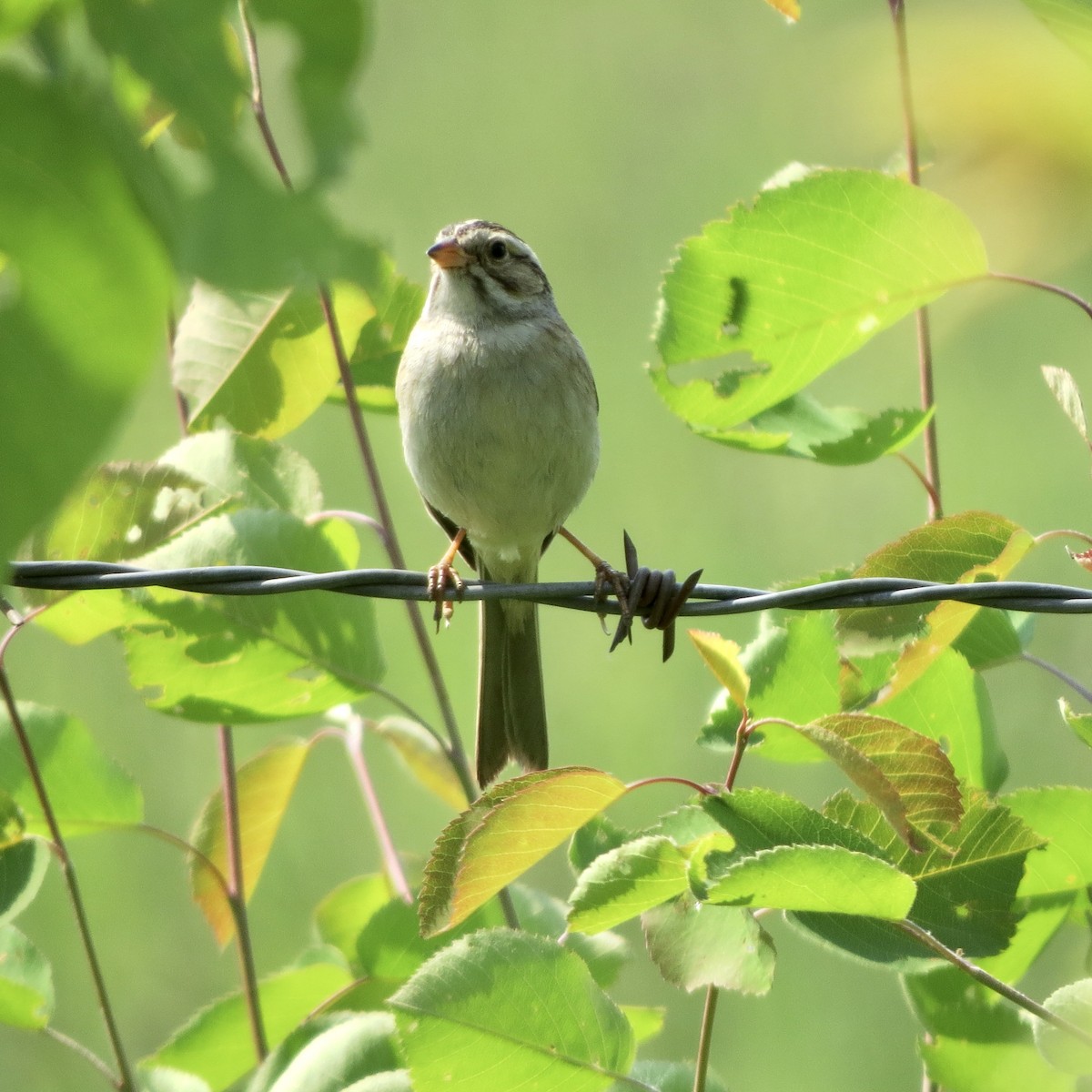 Clay-colored Sparrow - ML585318121