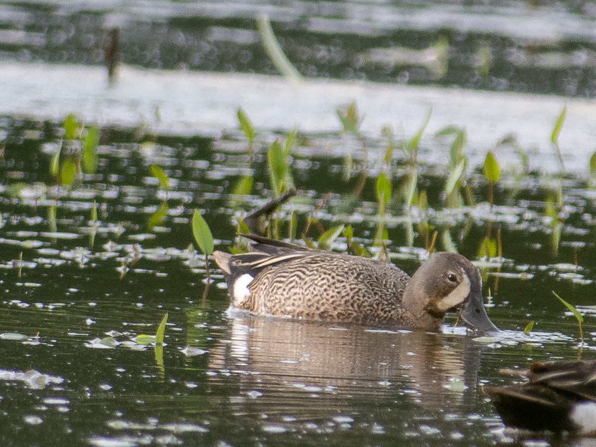 Blue-winged Teal - ML585318901