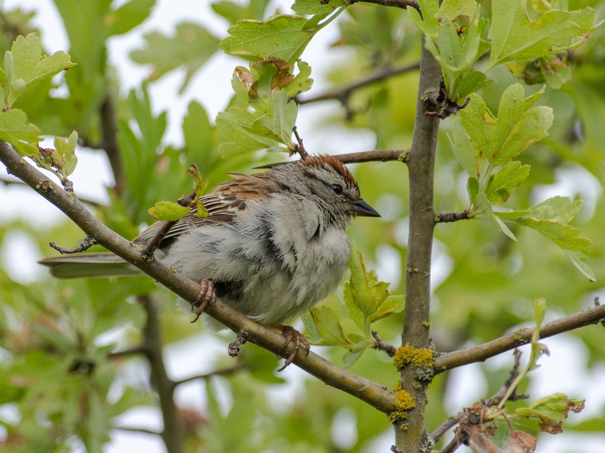 Chipping Sparrow - ML585319031