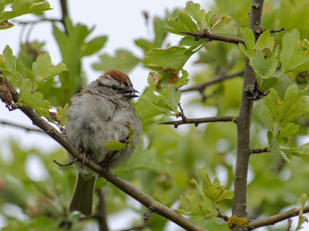 Chipping Sparrow - ML585319041