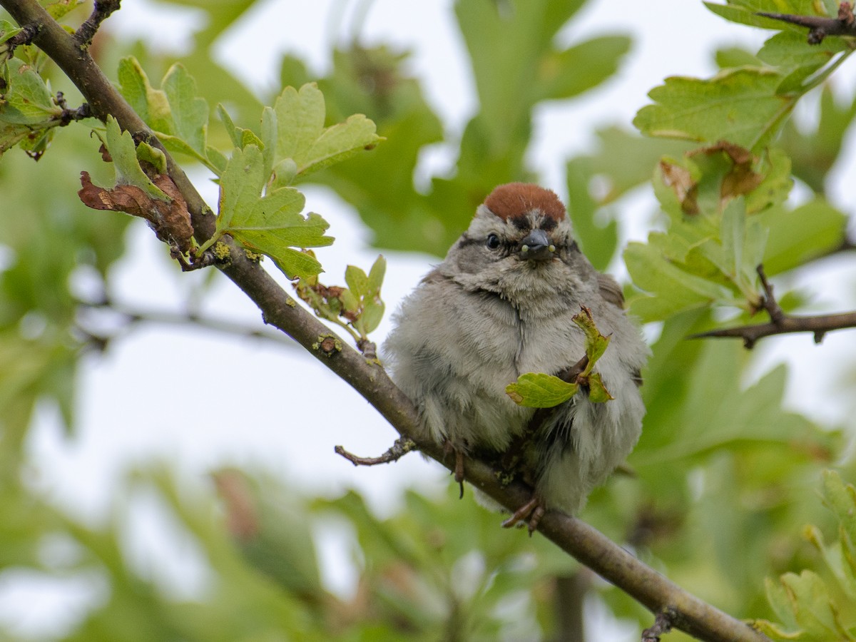Chipping Sparrow - ML585319051
