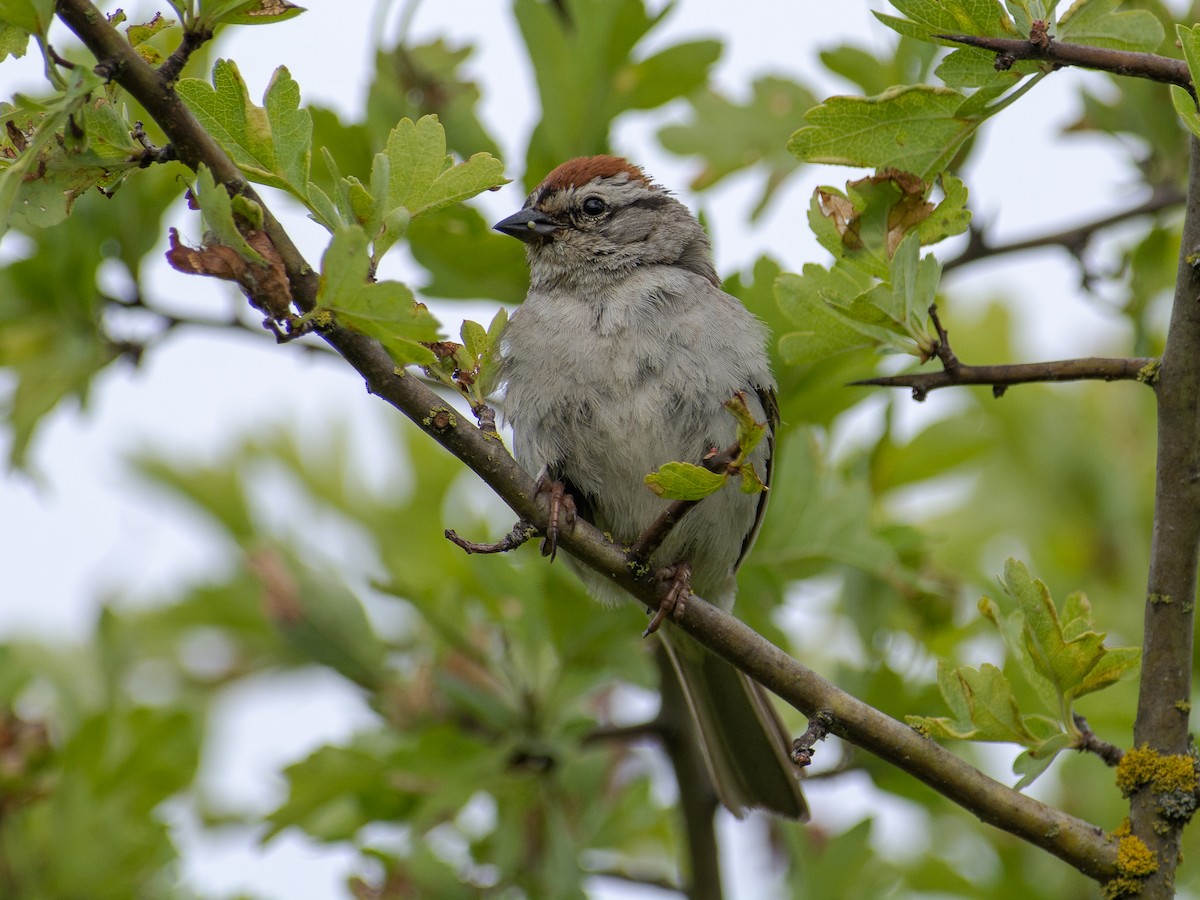 Chipping Sparrow - ML585319061