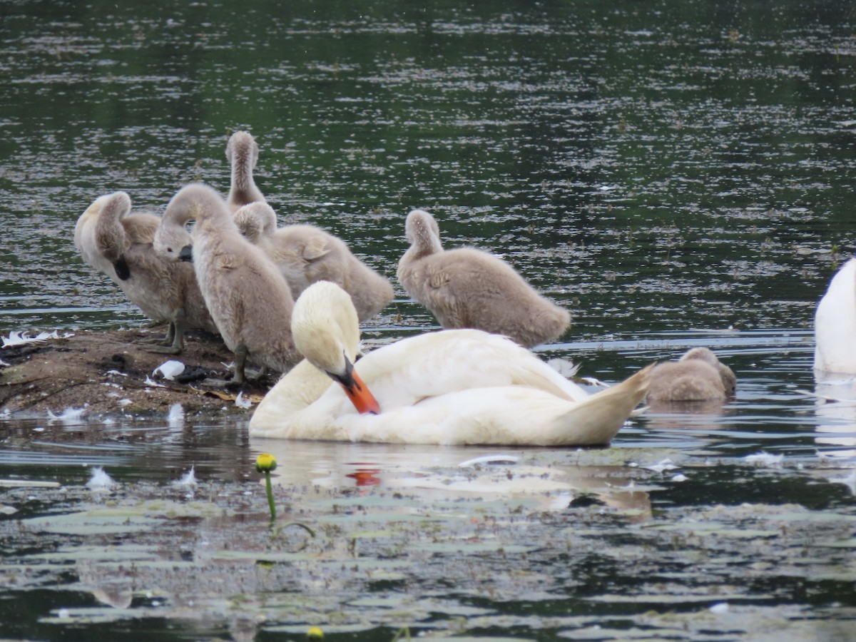 Mute Swan - ML585319171