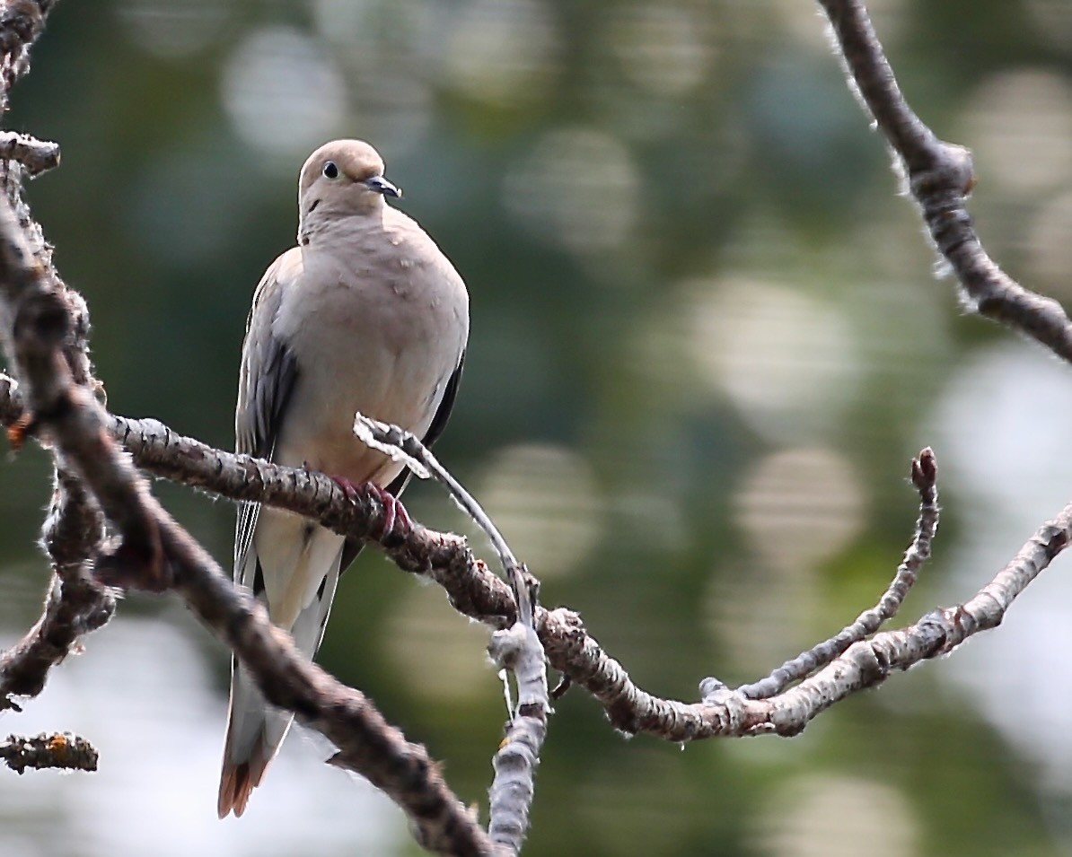 Mourning Dove - ML585319831