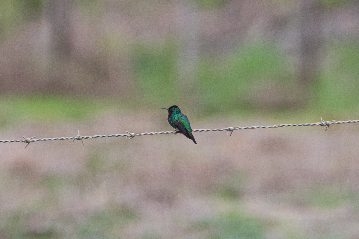 Garden Emerald - ML585321001