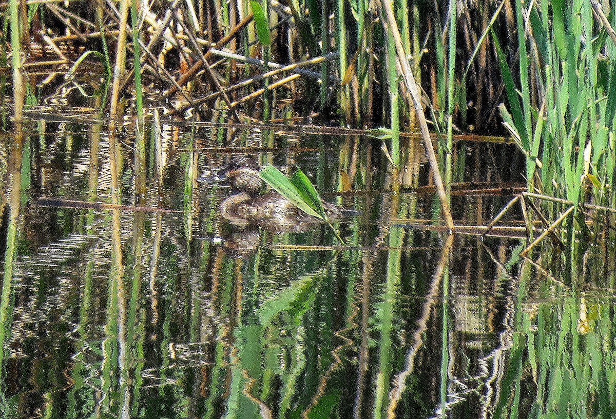 Ruddy Duck - Tom Boyle