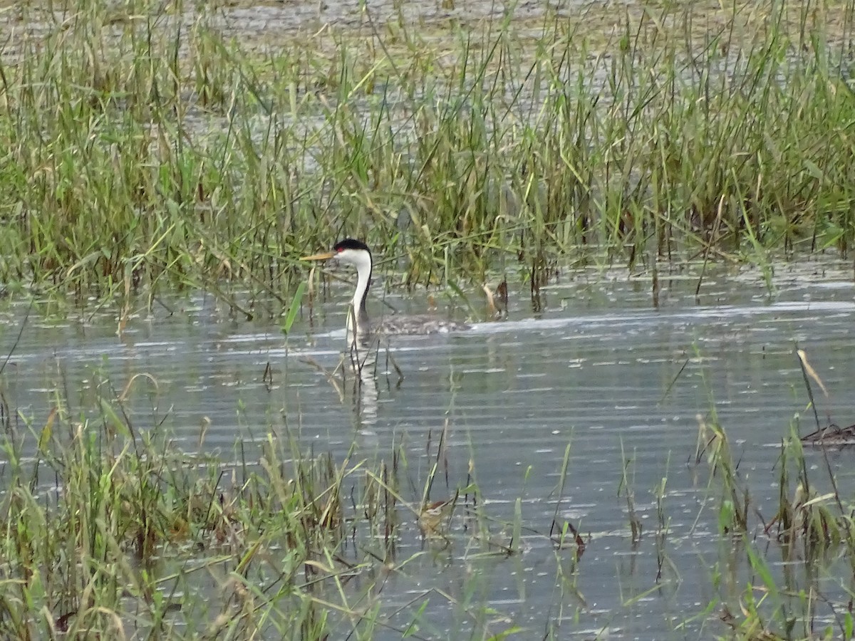 Clark's Grebe - ML585323421