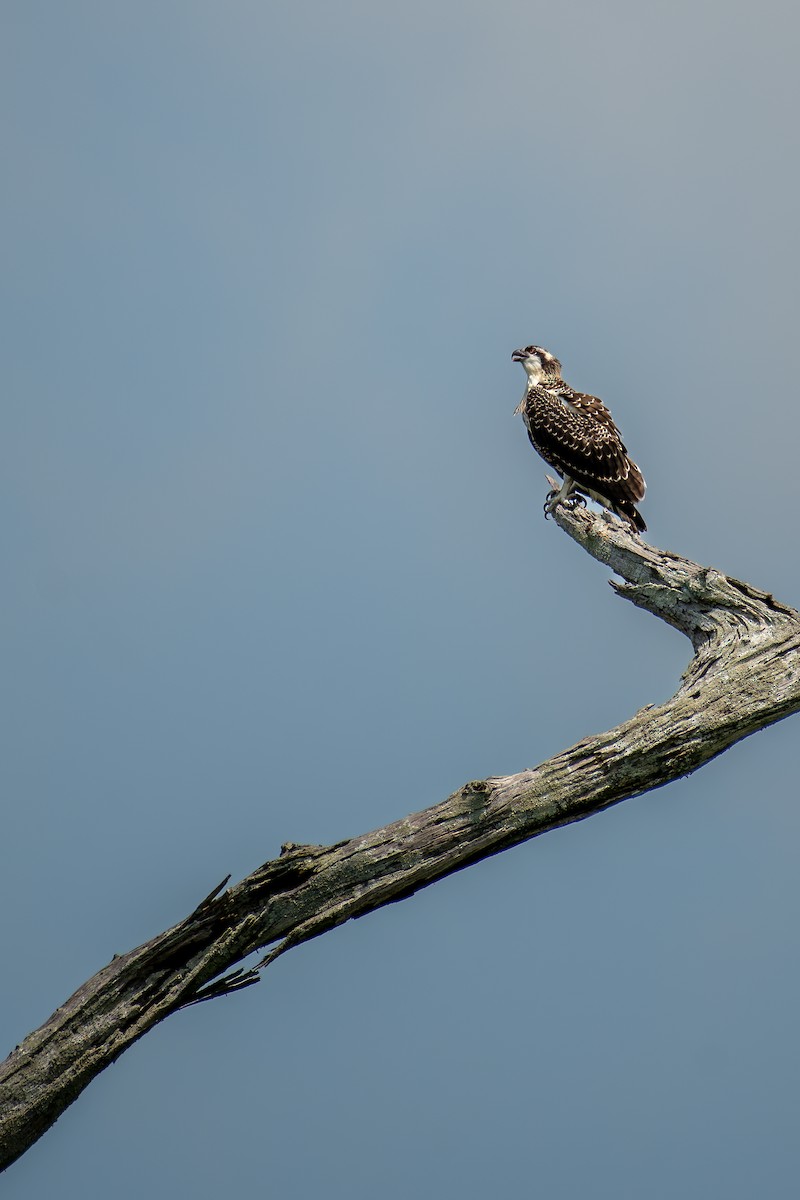 Balbuzard pêcheur - ML585323501