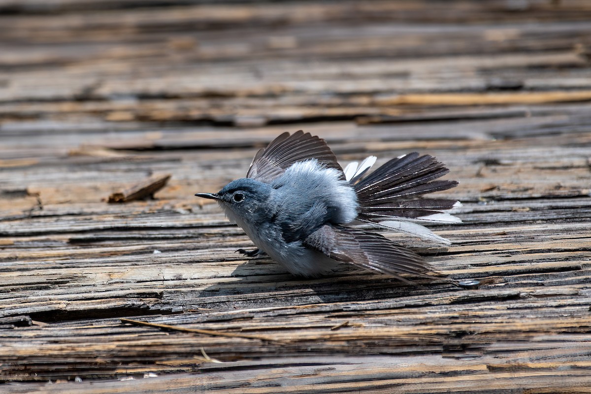 Blue-gray Gnatcatcher - ML585323661