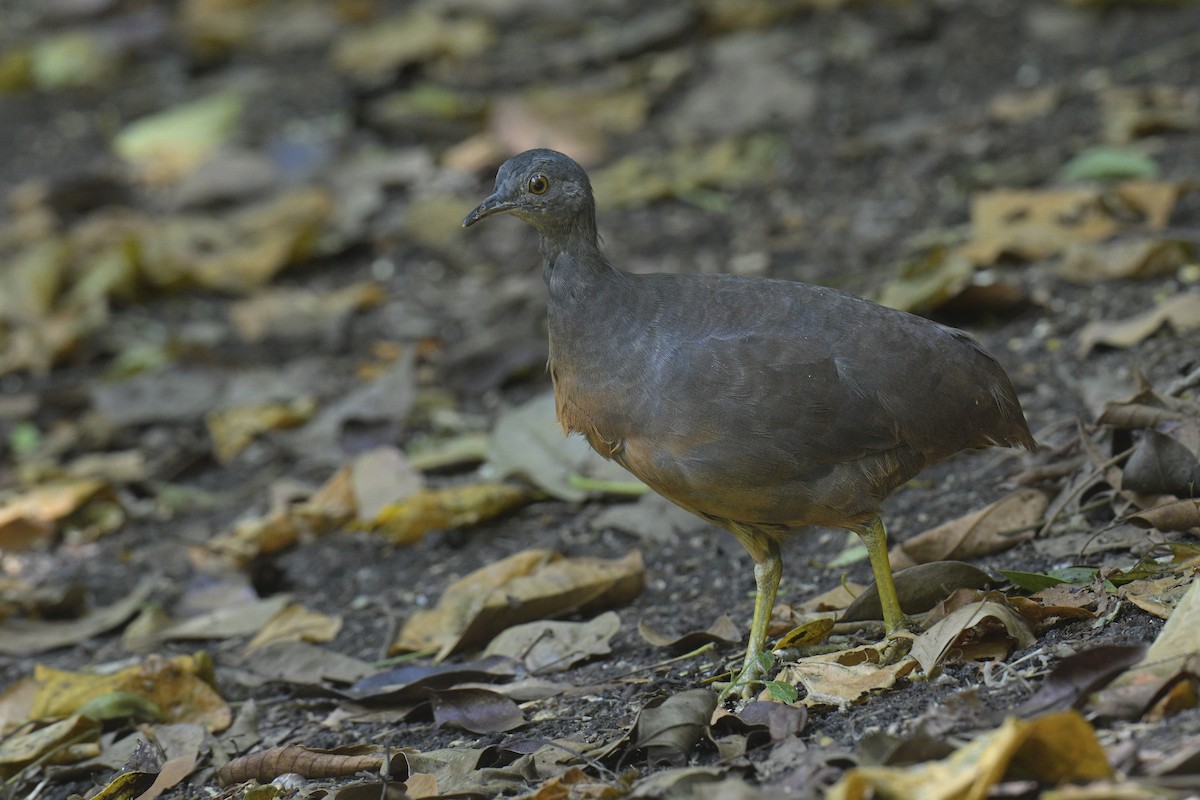 Little Tinamou - Carlos Echeverría