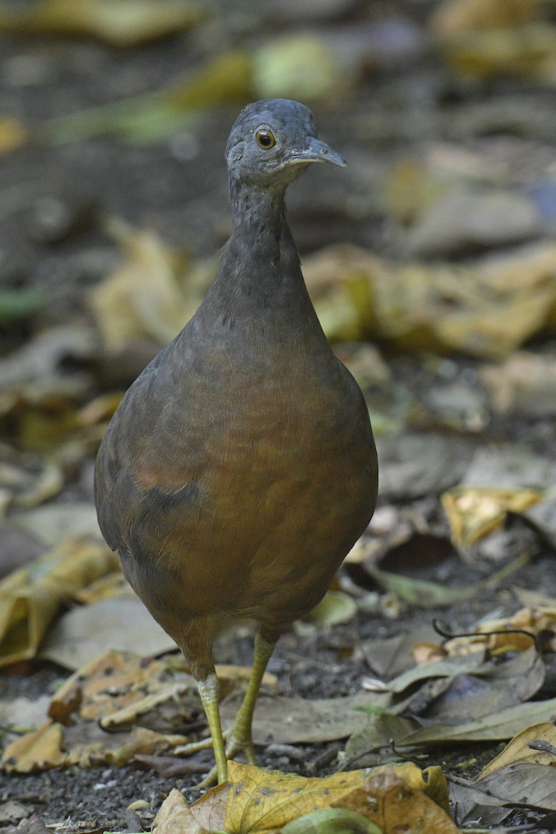 Tinamú Chico - ML585323711