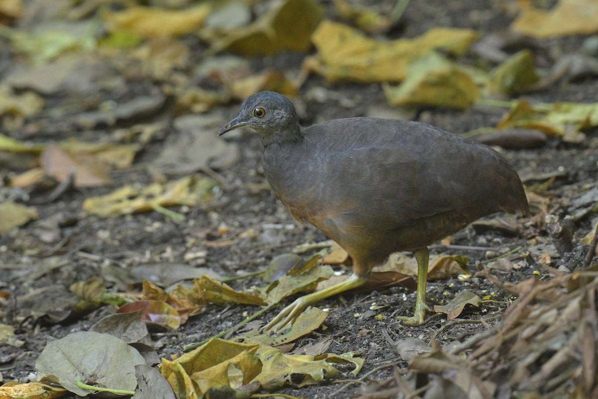 Little Tinamou - Carlos Echeverría