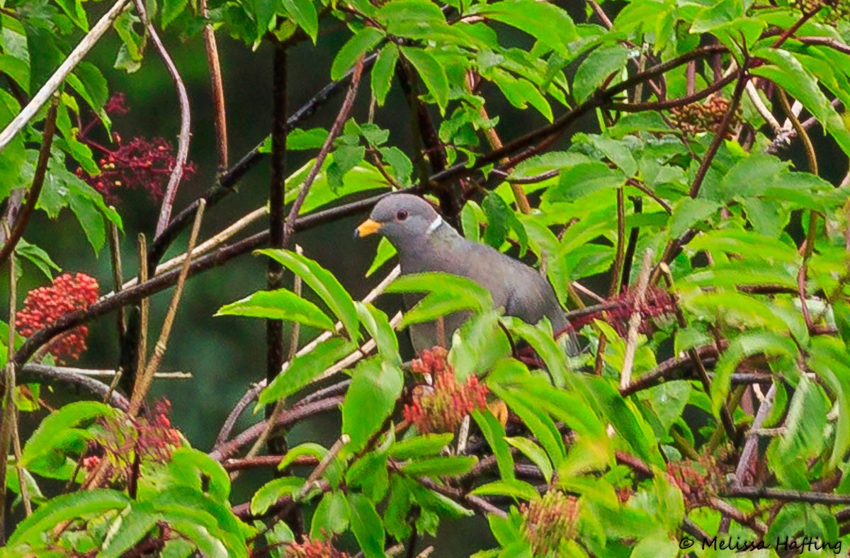 Band-tailed Pigeon - ML585326481