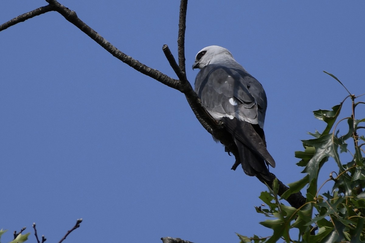 Mississippi Kite - ML585326581