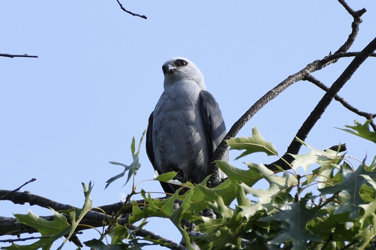 Mississippi Kite - ML585326591