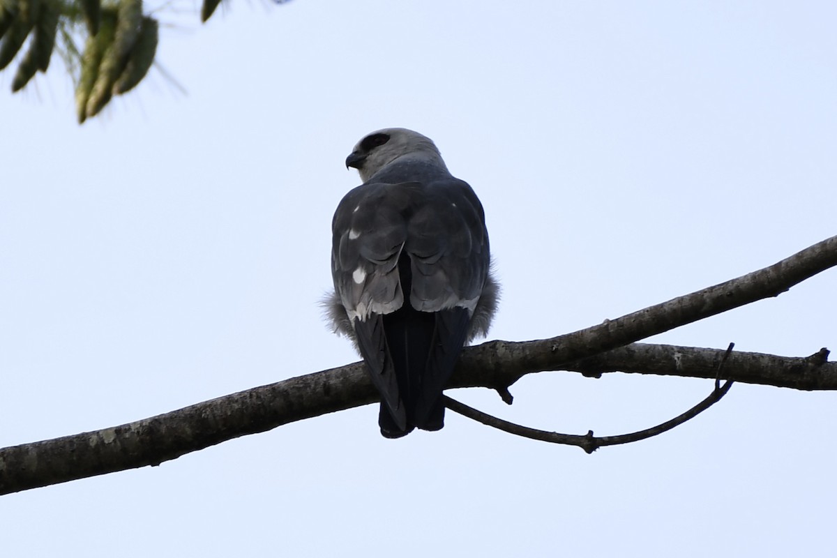Mississippi Kite - ML585326601