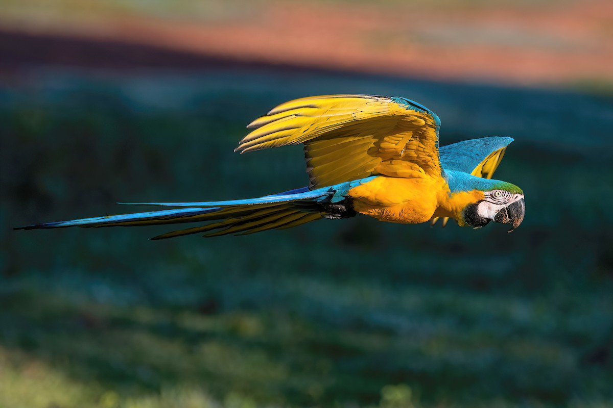 Blue-and-yellow Macaw - Raphael Kurz -  Aves do Sul