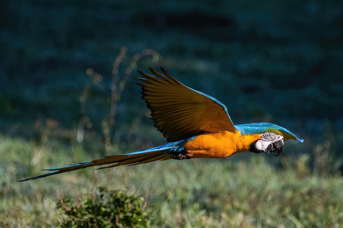 Blue-and-yellow Macaw - Raphael Kurz -  Aves do Sul