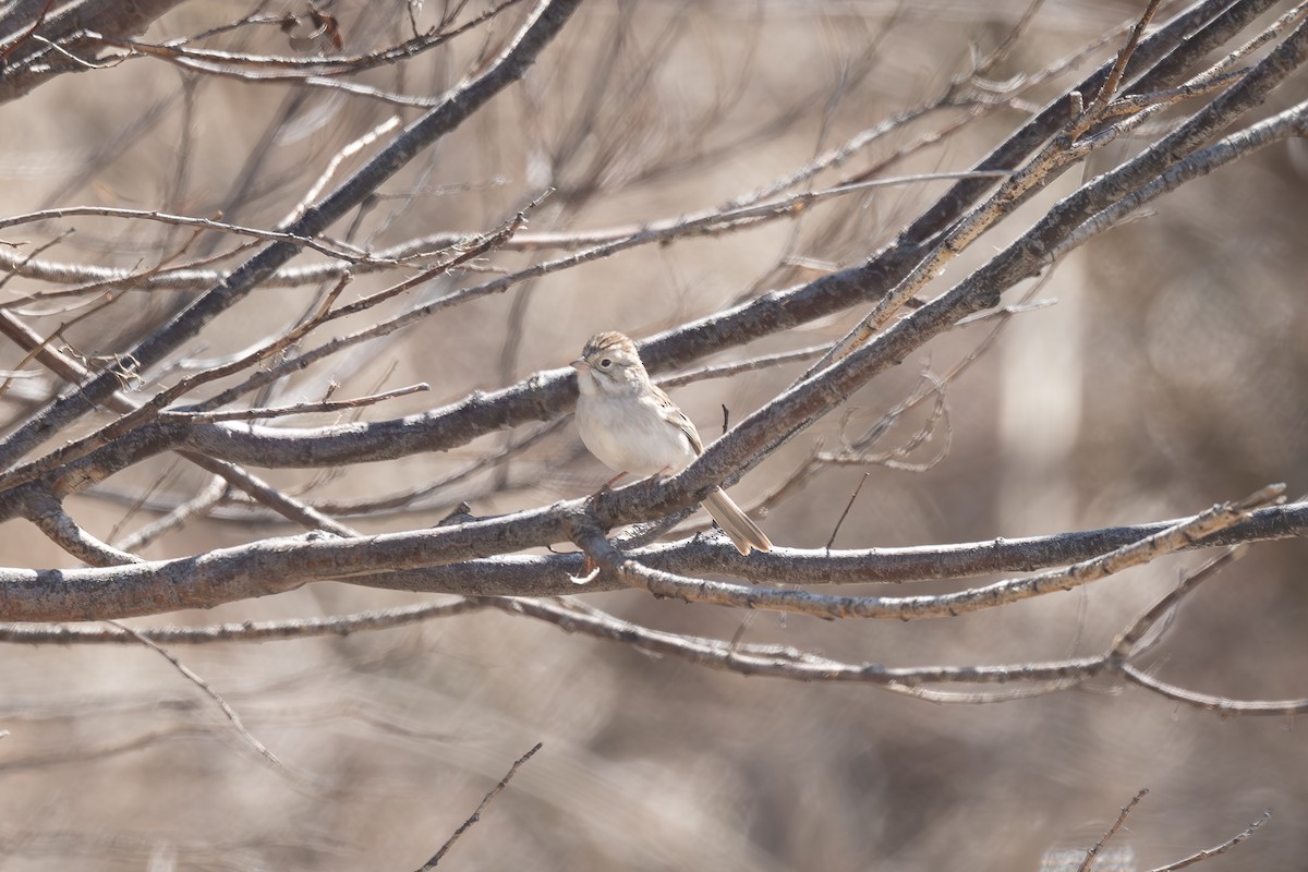 Brewer's Sparrow - ML585327181