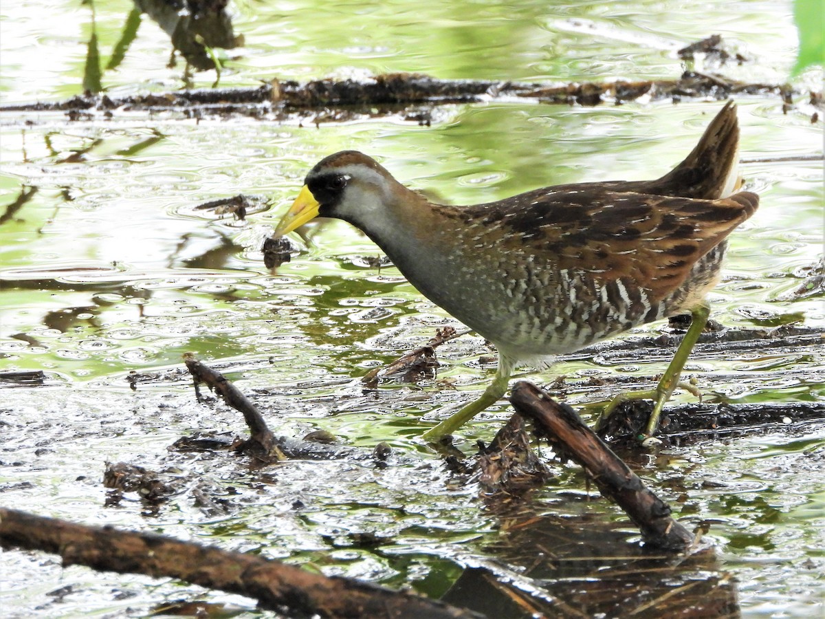 Polluela Sora - ML585327351