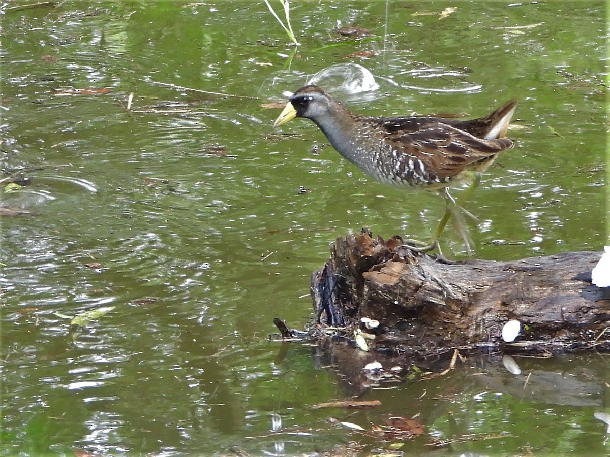 Polluela Sora - ML585327451