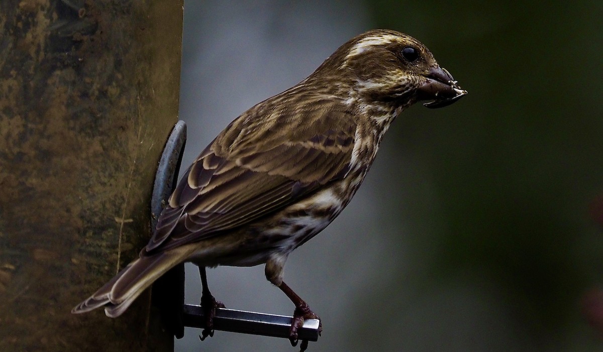 Purple Finch - ML585327701