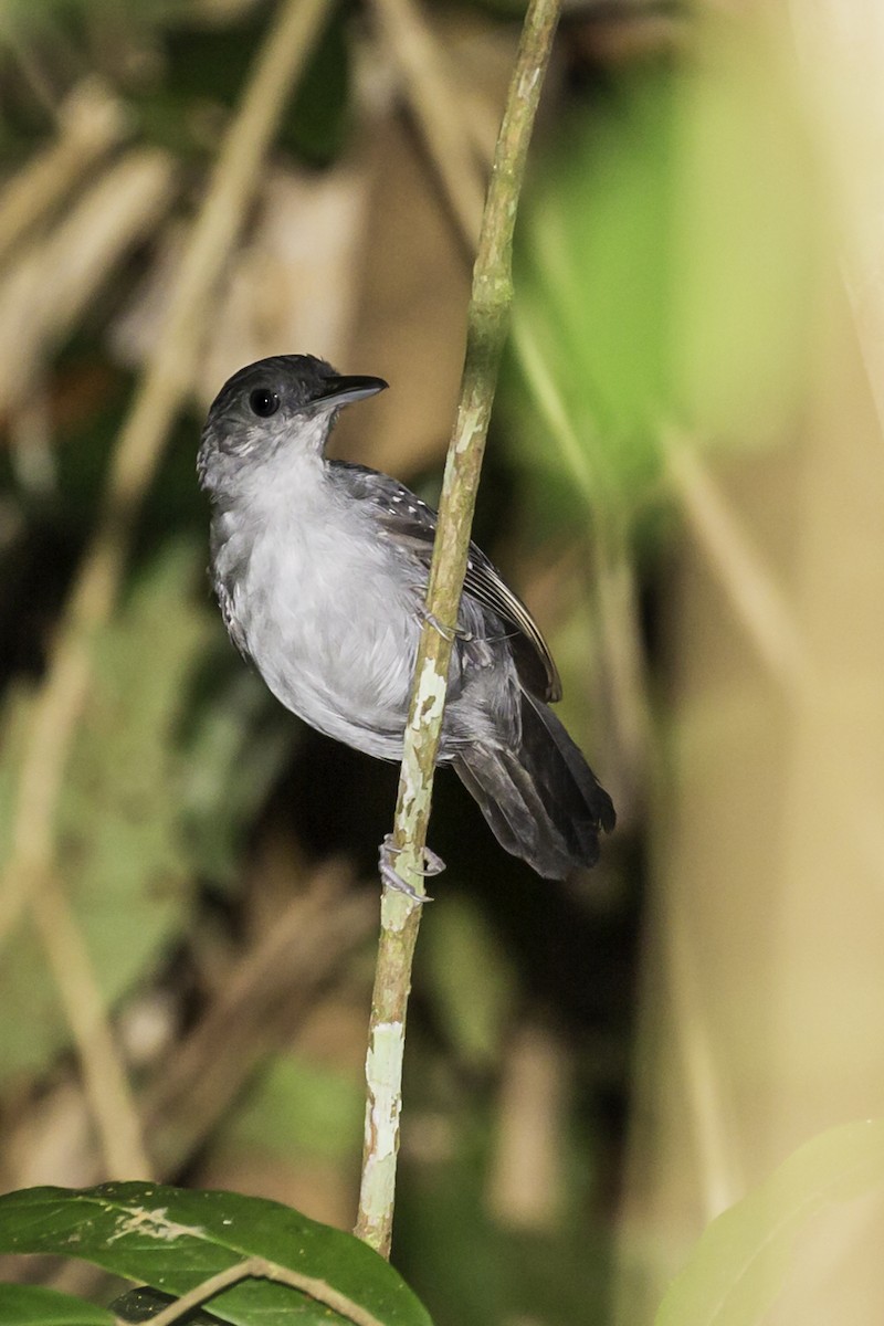 Humaita Antbird - ML585327741