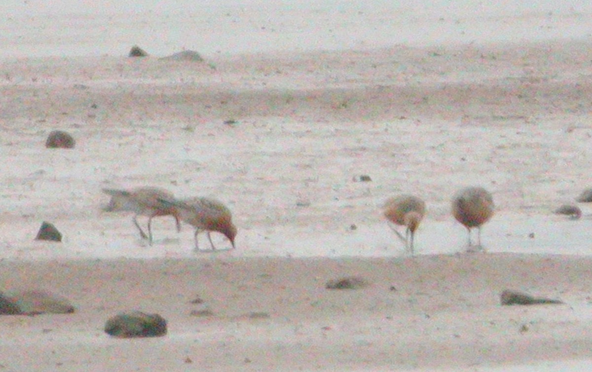 Red Knot - ML585329111