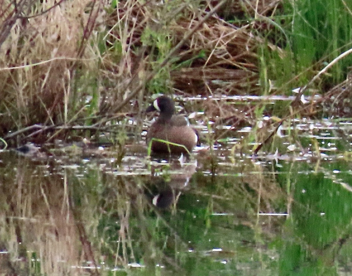 Blue-winged Teal - ML585329201