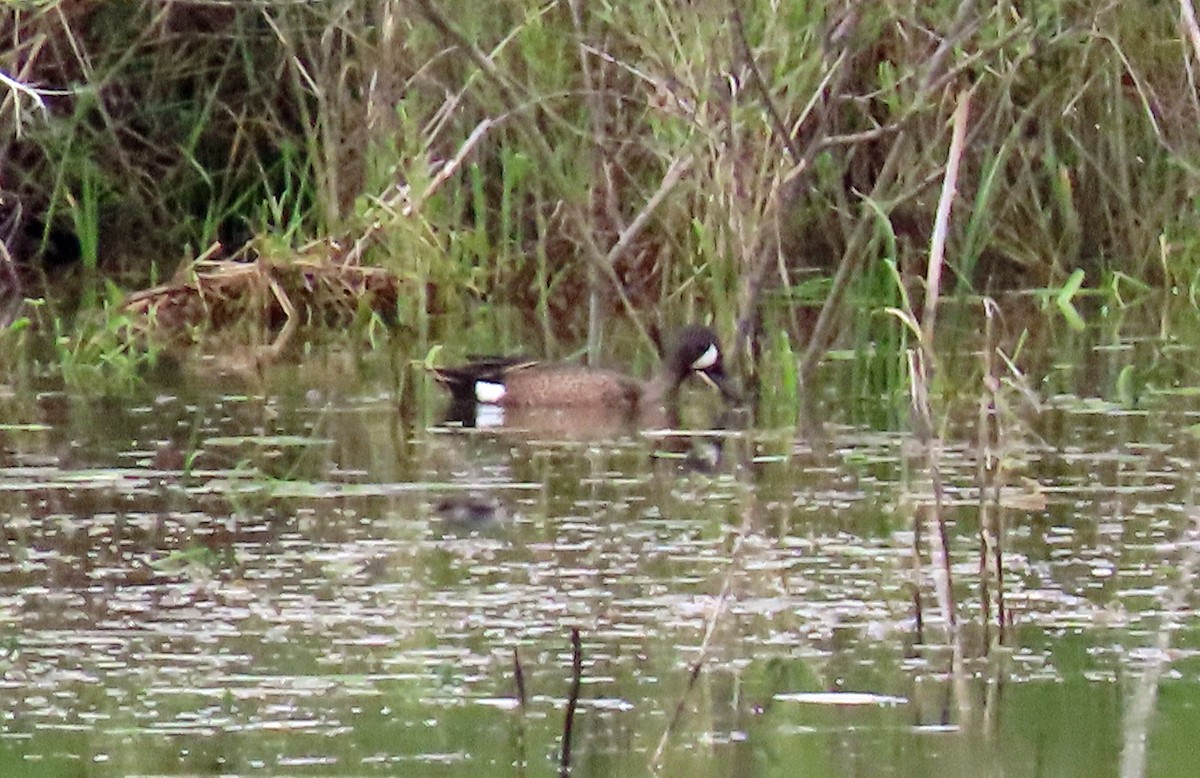 Blue-winged Teal - ML585329211