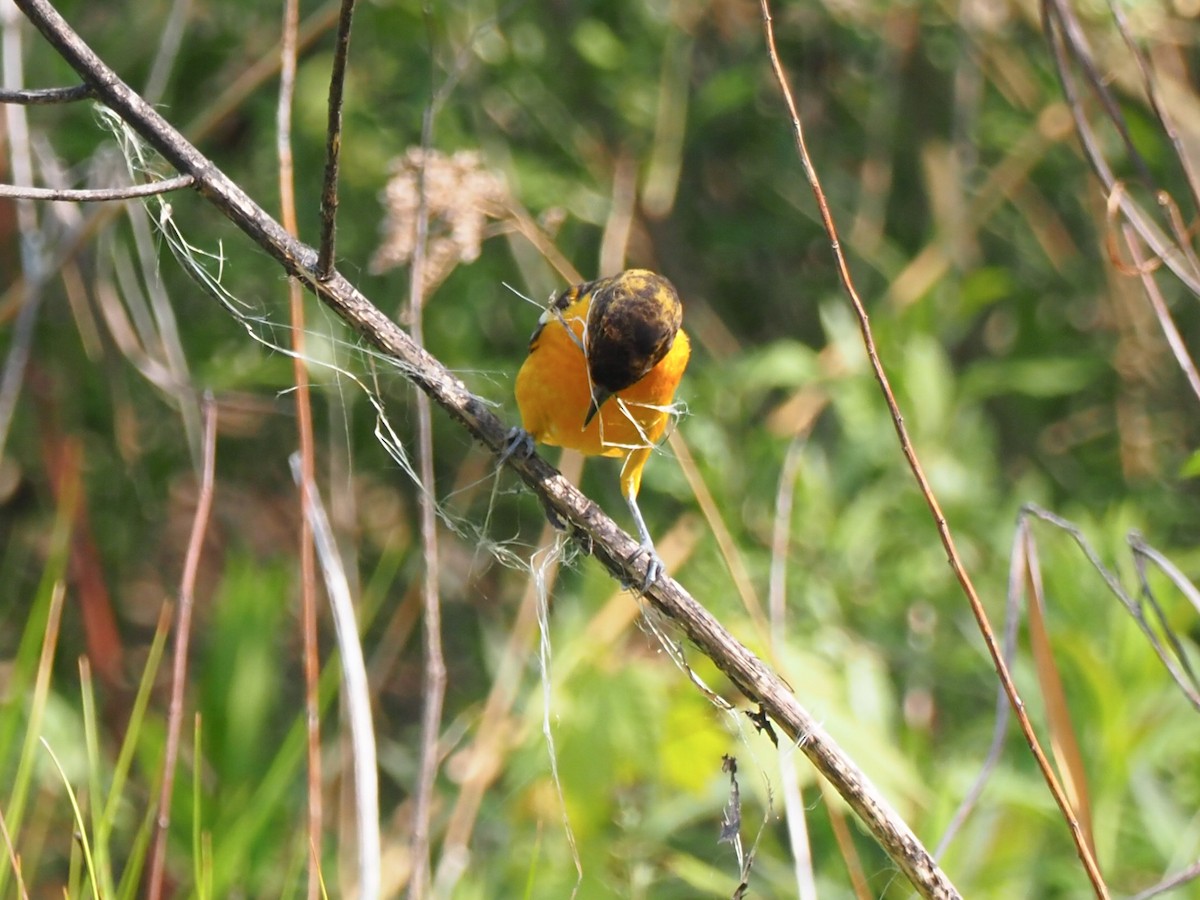 Baltimore Oriole - Todd Deininger