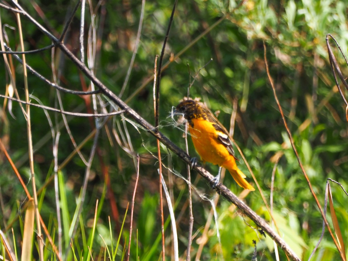 Baltimore Oriole - ML585329361