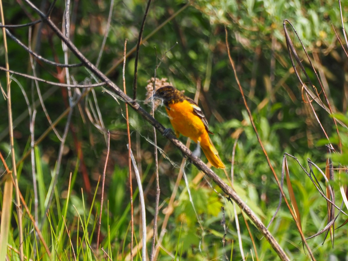 Baltimore Oriole - Todd Deininger