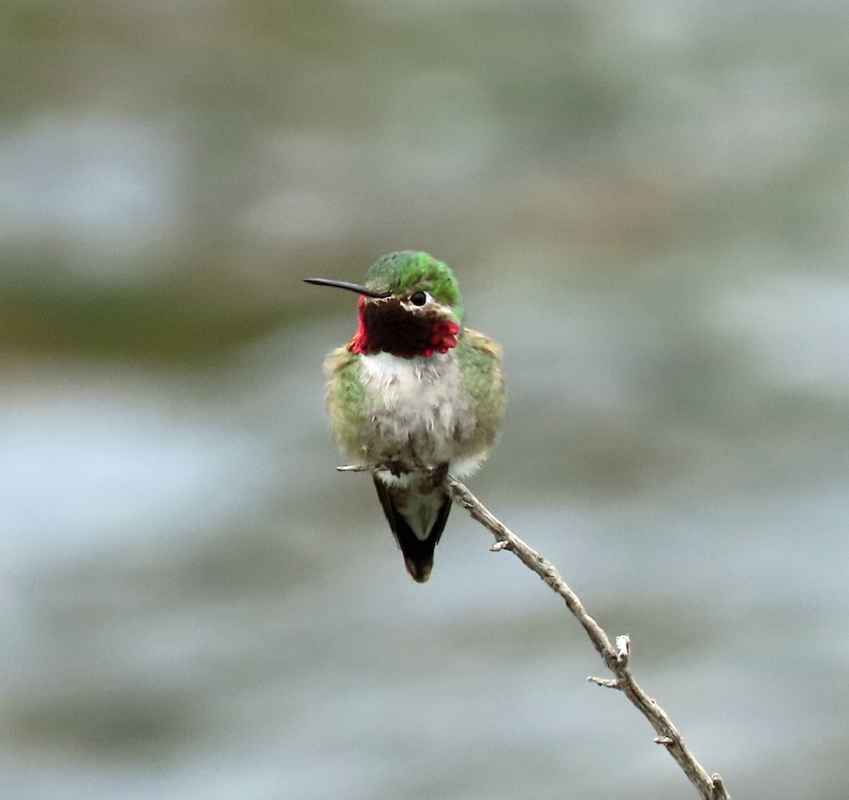 Broad-tailed Hummingbird - ML585330431