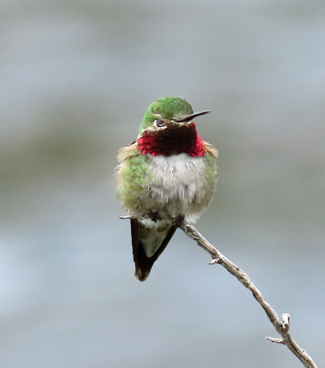 Broad-tailed Hummingbird - ML585330451