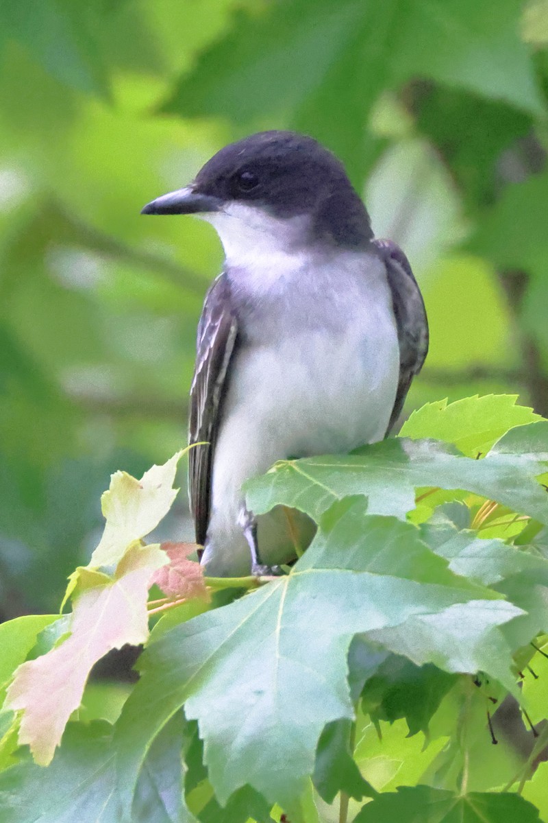 Eastern Kingbird - ML585332581